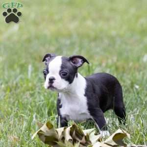 Fred (Tiny), Boston Terrier Puppy